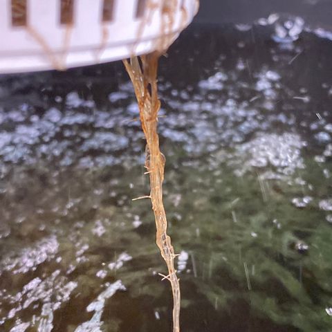 Bruce Banner x Uruguaya Auto growlog timeline photo