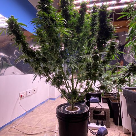 Hidro AK #1 growlog timeline photo