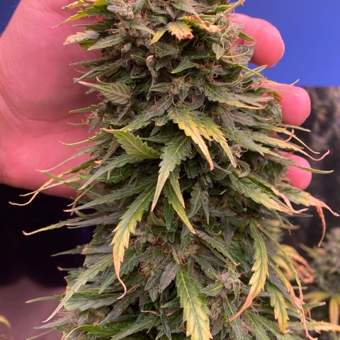 Hidro AK #1 growlog timeline photo