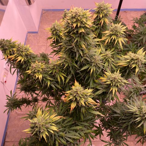 Hidro AK #1 growlog timeline photo