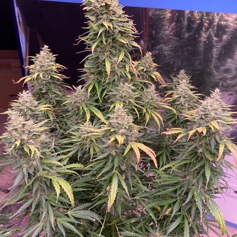 Hidro AK #1 growlog timeline photo