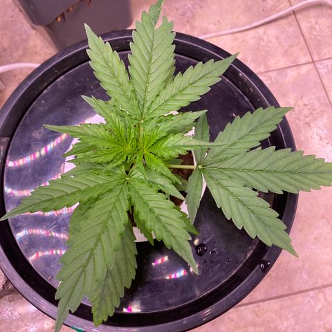 Bruce Banner x Uruguaya Auto growlog timeline photo