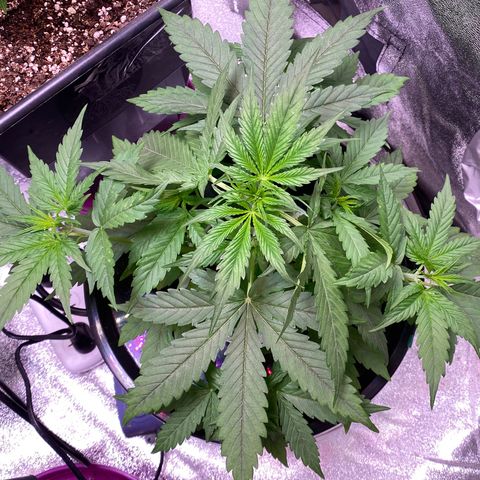 Bruce Banner x Uruguaya Auto growlog timeline photo