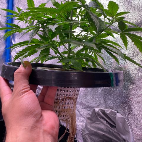 Bruce Banner x Uruguaya Auto growlog timeline photo