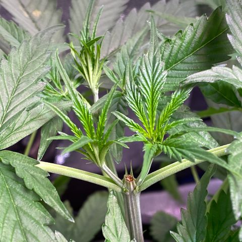 Bruce Banner x Uruguaya Auto growlog timeline photo