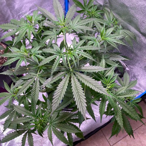 Bruce Banner x Uruguaya Auto growlog timeline photo
