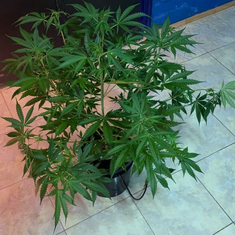 Bruce Banner x Uruguaya Auto growlog photo:  Se pasó a solución de flora. Se cambio de LED a un Mars 153. se le agregó una Red de Scrog para aguantar los cogollos pesados. 