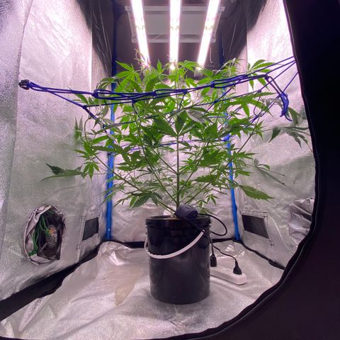 Bruce Banner x Uruguaya Auto growlog photo:  Se pasó a solución de flora. Se cambio de LED a un Mars 153. se le agregó una Red de Scrog para aguantar los cogollos pesados. 