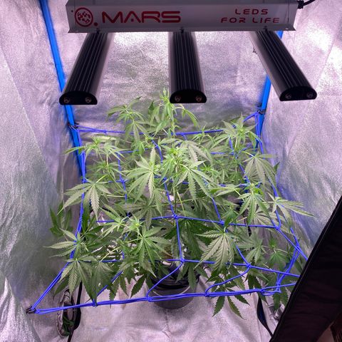 Bruce Banner x Uruguaya Auto growlog photo:  Se pasó a solución de flora. Se cambio de LED a un Mars 153. se le agregó una Red de Scrog para aguantar los cogollos pesados. 