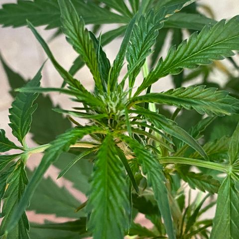 Bruce Banner x Uruguaya Auto growlog photo:  Se pasó a solución de flora. Se cambio de LED a un Mars 153. se le agregó una Red de Scrog para aguantar los cogollos pesados. 