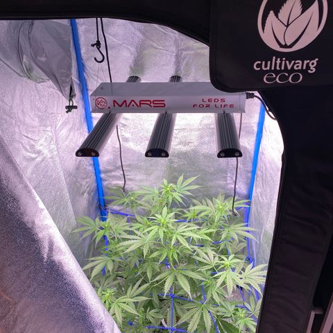 Bruce Banner x Uruguaya Auto growlog timeline photo