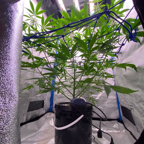 Bruce Banner x Uruguaya Auto growlog timeline photo