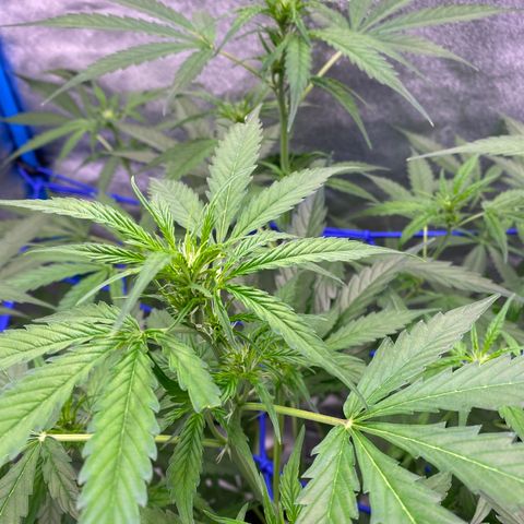 Bruce Banner x Uruguaya Auto growlog timeline photo