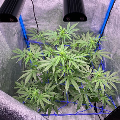 Bruce Banner x Uruguaya Auto growlog timeline photo