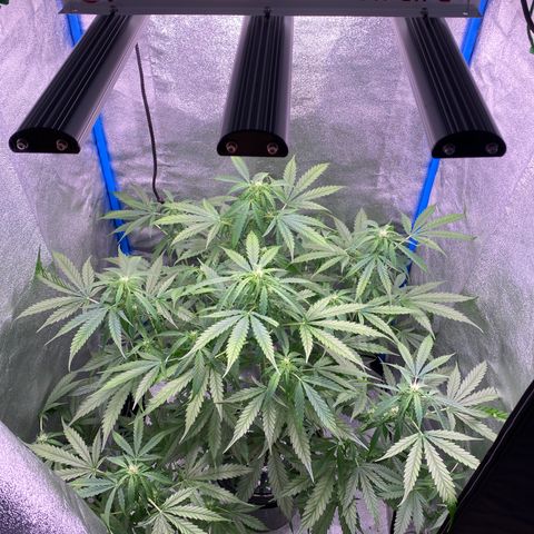Bruce Banner x Uruguaya Auto growlog timeline photo