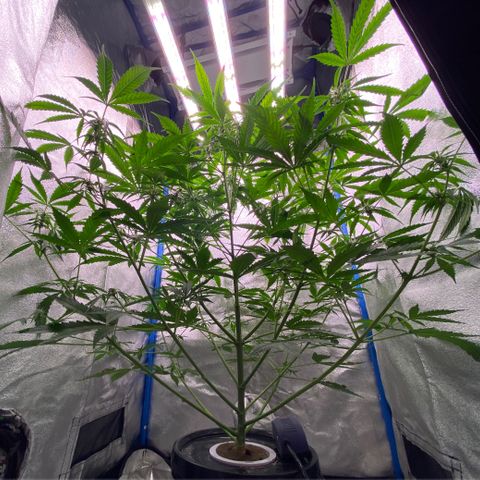 Bruce Banner x Uruguaya Auto growlog timeline photo