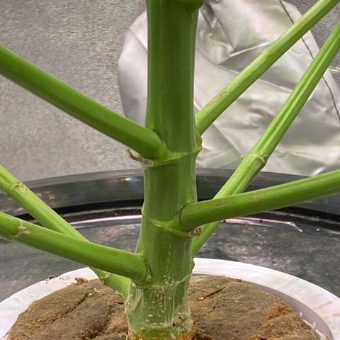 Bruce Banner x Uruguaya Auto growlog timeline photo