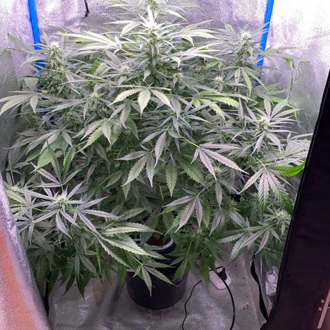 Bruce Banner x Uruguaya Auto growlog timeline photo
