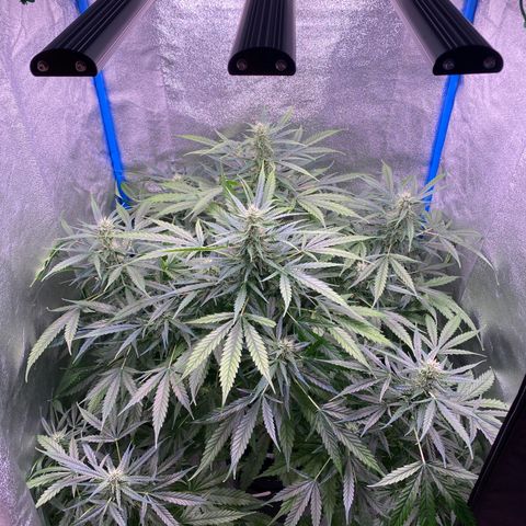 Bruce Banner x Uruguaya Auto growlog timeline photo