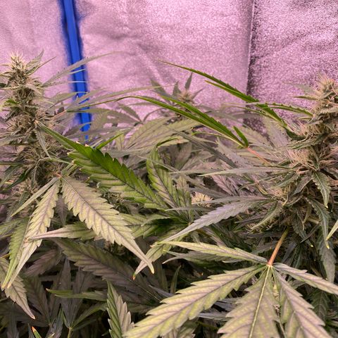 Bruce Banner x Uruguaya Auto growlog timeline photo