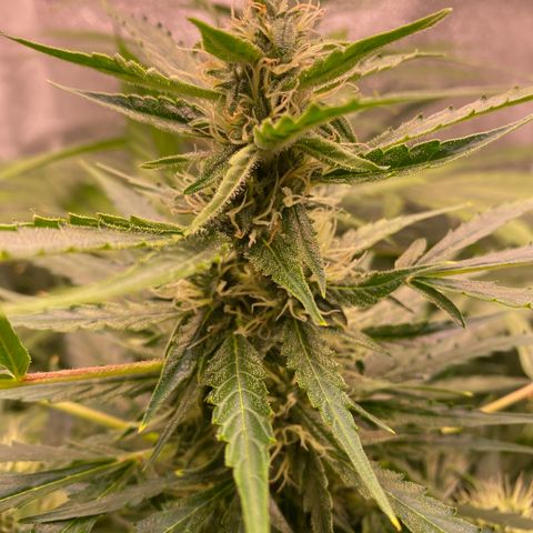 Bruce Banner x Uruguaya Auto growlog timeline photo