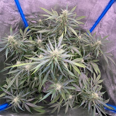 Bruce Banner x Uruguaya Auto growlog timeline photo
