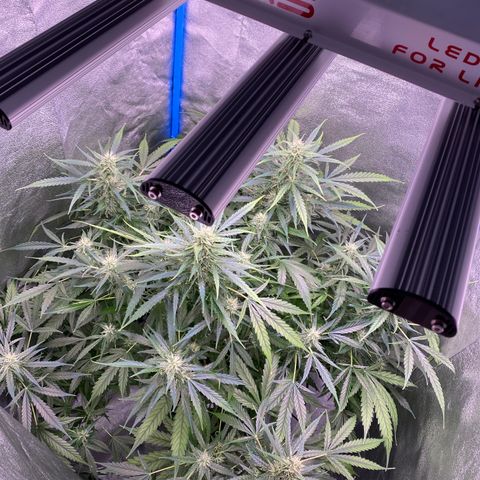 Bruce Banner x Uruguaya Auto growlog timeline photo