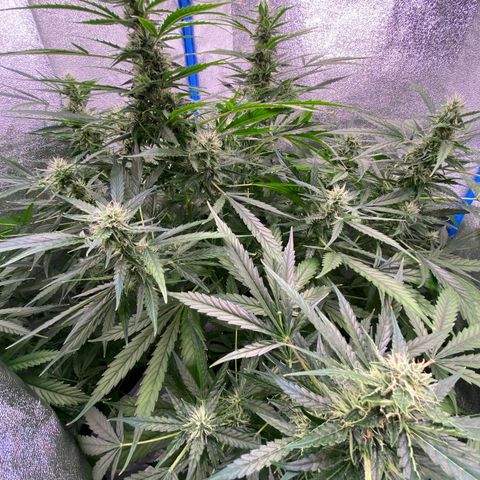 Bruce Banner x Uruguaya Auto growlog timeline photo