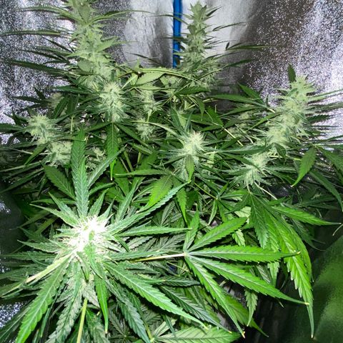 Bruce Banner x Uruguaya Auto growlog timeline photo