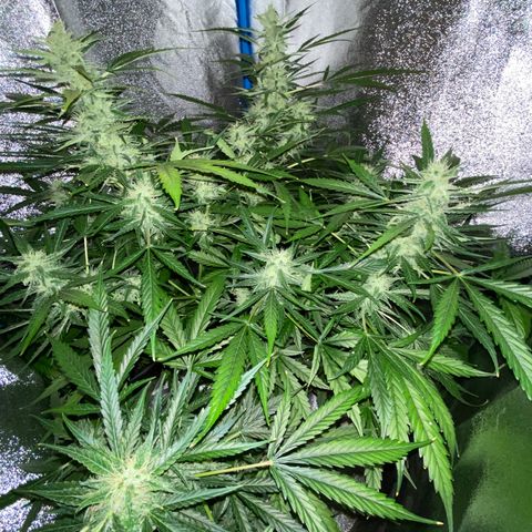 Bruce Banner x Uruguaya Auto growlog timeline photo