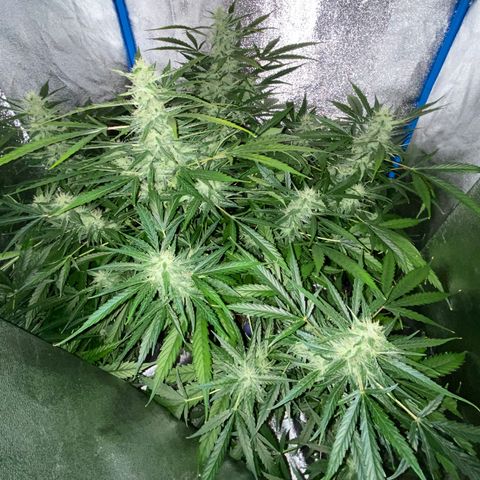 Bruce Banner x Uruguaya Auto growlog timeline photo