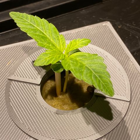 Daiqui 2 growlog timeline photo