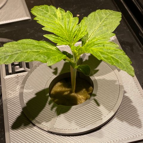 Daiqui 2 growlog timeline photo