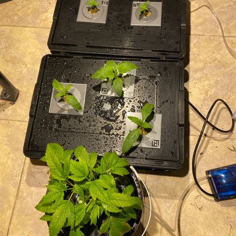 Daiqui 2 growlog timeline photo