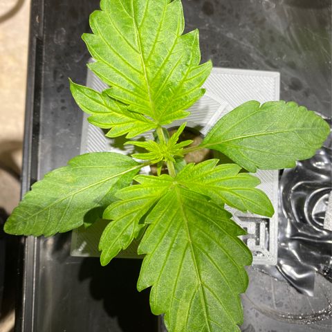 Daiqui 2 growlog timeline photo