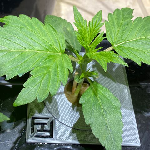 Daiqui 2 growlog timeline photo