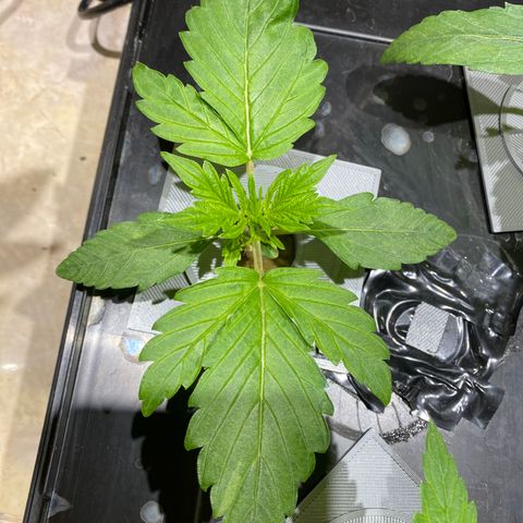 Daiqui 2 growlog timeline photo