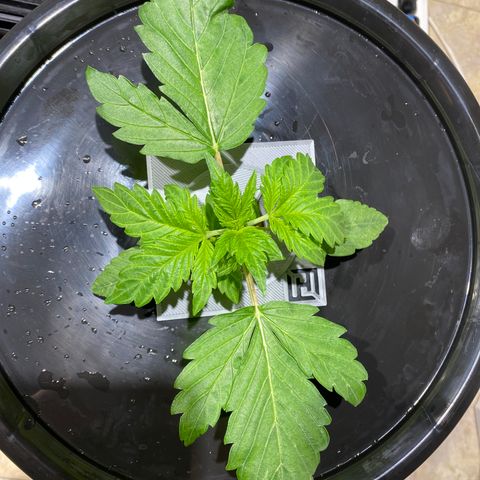 Daiqui 2 growlog timeline photo