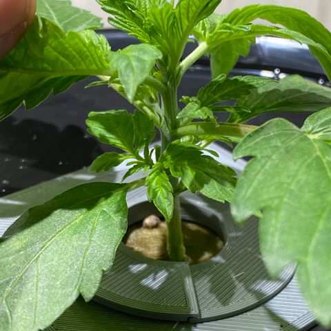 Daiqui 2 growlog timeline photo