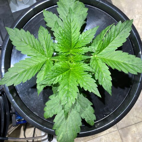 Daiqui 2 growlog timeline photo