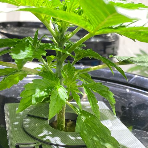 Daiqui 2 growlog timeline photo