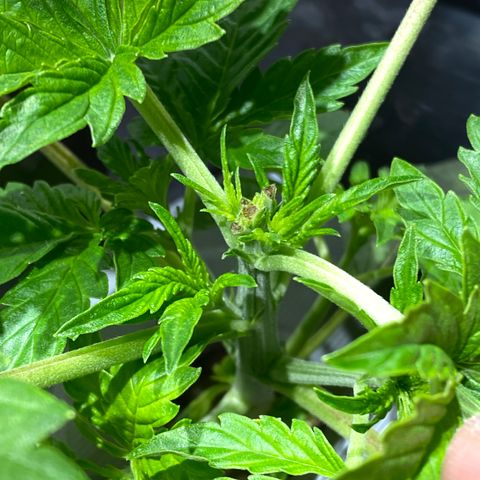 Daiqui 2 growlog timeline photo
