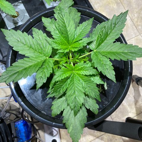 Daiqui 2 growlog timeline photo