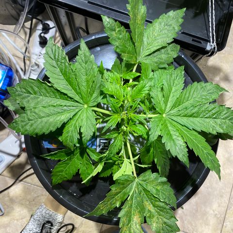 Daiqui 2 growlog timeline photo