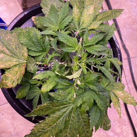 Daiqui 2 growlog timeline photo