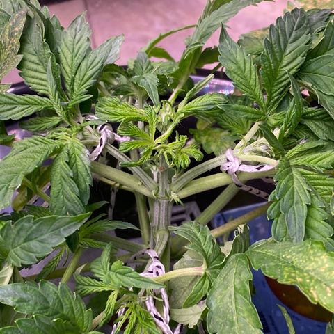 Daiqui 2 growlog timeline photo