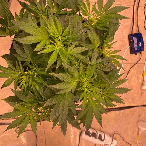 Daiqui 2 growlog timeline photo