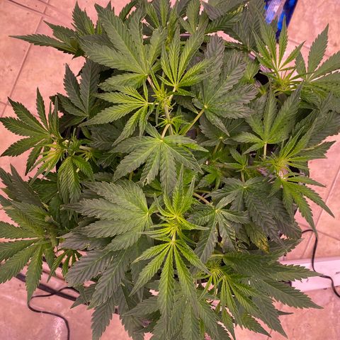 Daiqui 2 growlog timeline photo