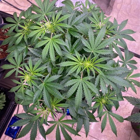 Daiqui 2 growlog timeline photo