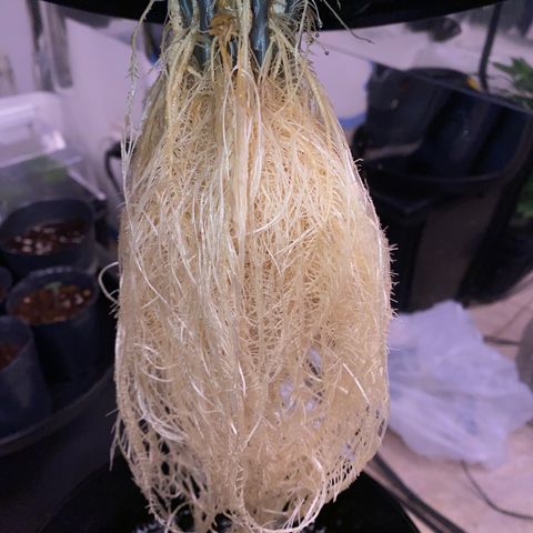 Daiqui 2 growlog timeline photo